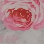 rose-rosa