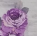 rose-viola